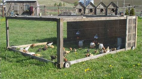 chickens   fenced  area   grass   houses
