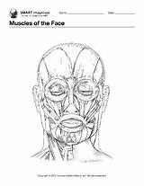 Muscles Face Coloring Book Facial Anatomy Muscle Pages Human Colour Drawing Drawings Medical Bones Ebsco sketch template
