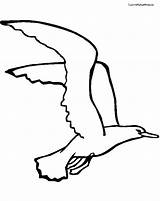 Gaviota Gaviotas Volando Seagull Wandering Albatross Google Aves Seagulls Kids sketch template