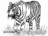Tiger Coloring Realistic Pages Drawing Bengal Lion Animal Color Tigers Drawings Animals Pencil Printable Liger Face Getdrawings Print Down Siberian sketch template