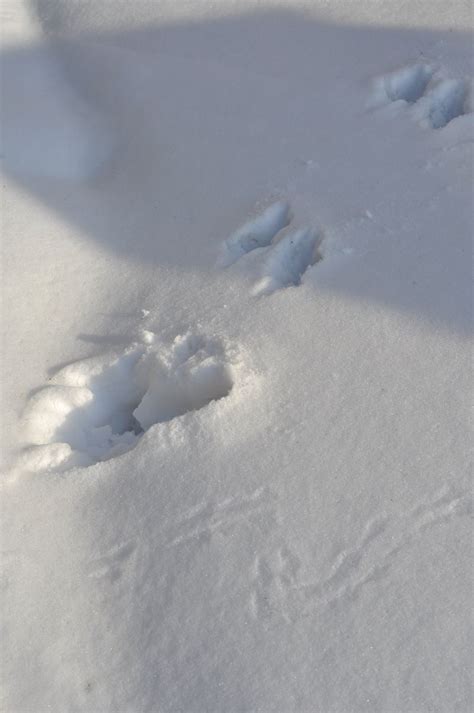 animal tracks   snow greening sam  avery
