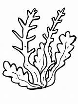 Seaweed Coloring Pages Color Mycoloring Kids Printable sketch template