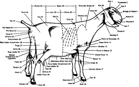 labelled goat body httpwwwgoatshcomdairypartsgif goatvet tech info  vets