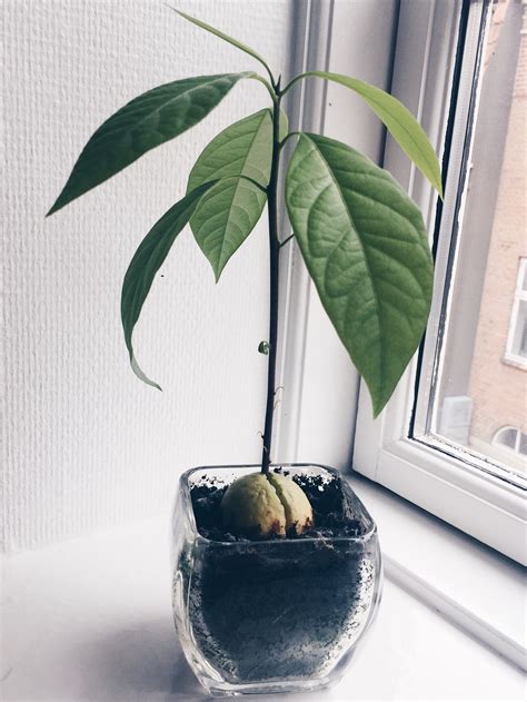 Avocado Tree From Seed The Easiest And Fastest Way Mariacecilie Dk