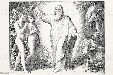 God Creation Adam And Eve At Day 6 Stock Illustration Download Image