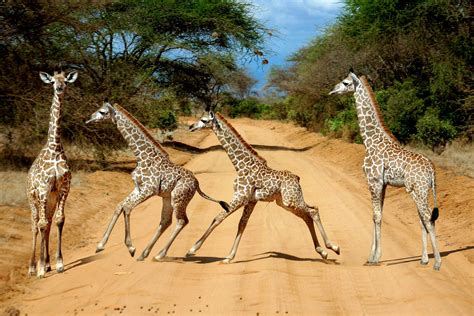 tsavo ost nationalpark kenia franks travelbox