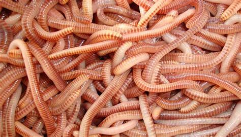 worms metmaskcom