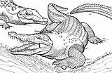 Crocodile Coloring Pages Printable Kids Alligator Animals sketch template