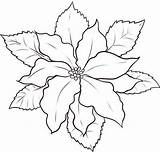 Poinsettia Coloring Draw Outline Sketch Color National Flower Drawing Christmas Luna Clipart Clip Drawings Size Library Kids Popular Colorluna sketch template