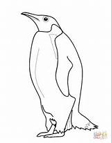 Penguin Pingwin Coloring Pinguin Pingvin Kolorowanka Kolorowanki Cesarski Tegninger Kleurplaat Pingwiny Penguins Pinguine Supercoloring Druku Ausmalen Dzieci Pingviner Ausmalbild Ausdrucken sketch template