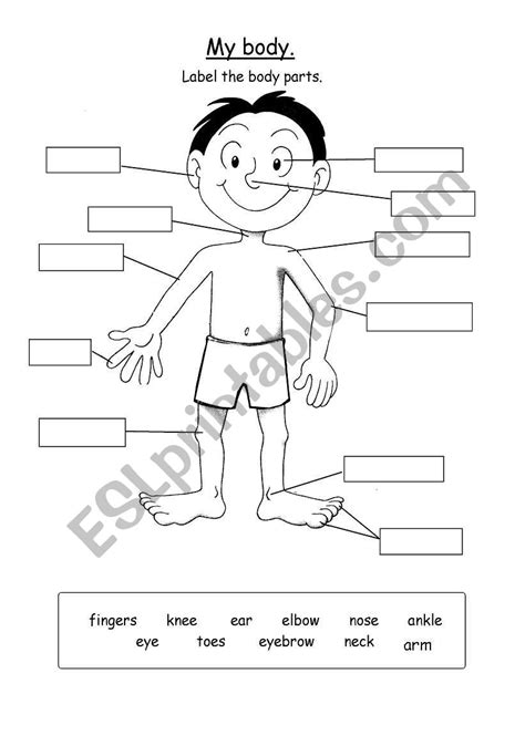body parts worksheet elementary face parts worksheet