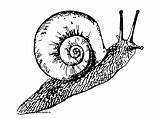 Escargot Snail Caracoles Coloriages Tout Colorier Mollusque Greatestcoloringbook Animals Invertebrate Dedans Obtenir Prenom Gommette Ko sketch template