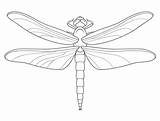 Dragonfly Coloring Pages Drawing Printable Line Categories sketch template