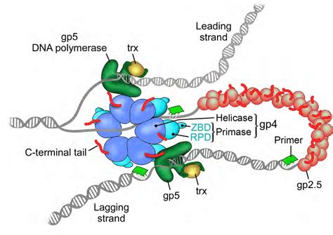 bacteriophage t7 replisome the replisome of bacteriophage t7 contains download scientific