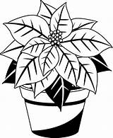 Poinsettia Poinsetta Potted Webstockreview sketch template