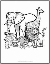 Animals African Coloring Kids Color Elephant Educational Featuring Well Fun Only But sketch template