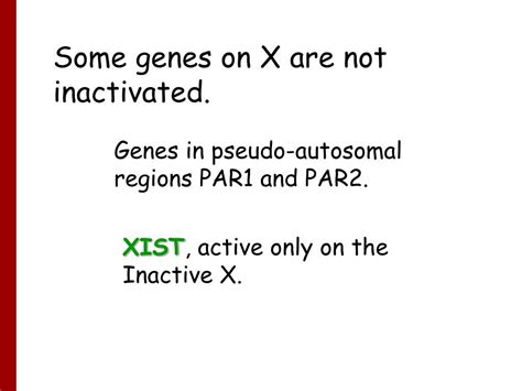 Ppt The X And Y Chromosomes Powerpoint Presentation Free Download