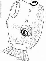 Pufferfish Puffer Poisson Pesci Pesce Animali Poissons sketch template