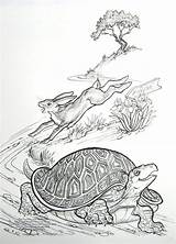 Tortoise Hare Turtles Coloringhome sketch template