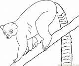 Lemur Coloring Pages Tailed Ring Printable Coloringpages101 Getcolorings Color Choose Board Kids sketch template