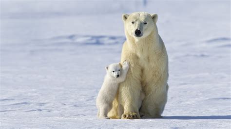 polar bear mother  cub bing wallpaper