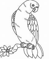 Parakeet Pages Coloring Getdrawings sketch template
