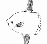 Sunfish sketch template