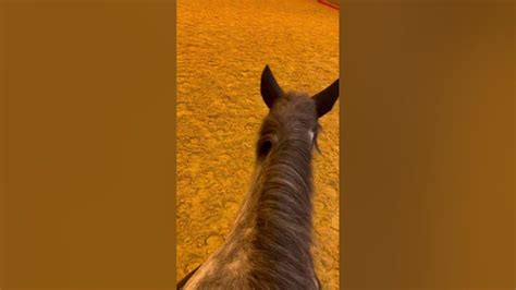 beautiful indoor arena equine horse riding equestrian indoorarena youtube