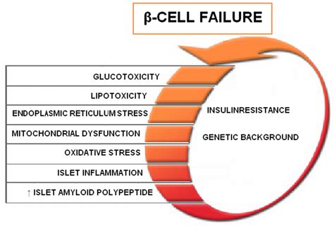 Beta Cells And Diabetes Type 2 Diabeteswalls