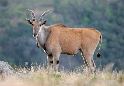 eland taurotragus oryx