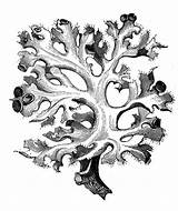 Lichen Illustrations Illustration Botany Engraving Plants Antique Stock Vector Clip sketch template