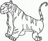 Coloring Tiger Pages Cubs Printable Popular sketch template