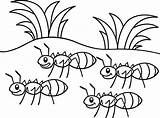 Ants Colorir Formiga Desenhos Marching Ant Formigas Grasshopper Folha sketch template