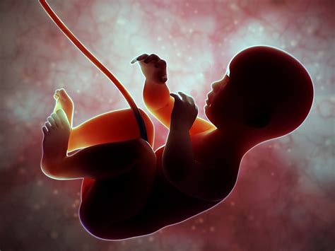 future  fertility womb transplant embryo freezing