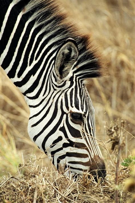 zebra grazing stock image image  head stripes grass