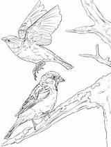 English Sparrows Coloring Supercoloring Pages sketch template