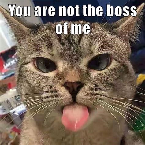 Caturday Humor You Are Not The Boss Of Me Cat With Tongue Sticking