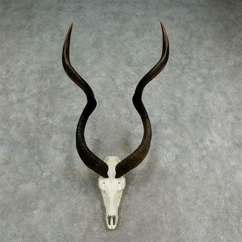 kudu skull horn european mount  sale    taxidermy store
