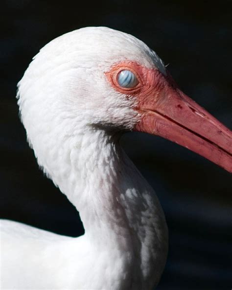ibis nictitating membrane natureisfuckinglit