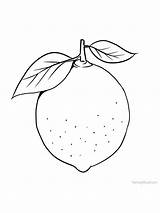 Coloring Lime Lemon Pages Fruit Tree Simple Shrub Leaves Orange Pdf Family Part sketch template