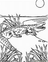 Crocodile Aligator Alligator Colorat Ausmalbilder Nilo Reptiles Krokodil Cocodrilo Animalitos Coloringhome Clopotel Marinos Erlijioko Irakaslea Monstruos sketch template