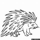 Porcupine Coloring Pages Drawing Kids Line Color Porcupines Printable Animals Animal Print Easy Drawings Online Getdrawings Thecolor General Coloringbay Results sketch template