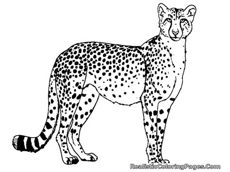 coloring pages  cheetahs atfresh color