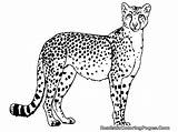 Cheetah Coloring Pages Printable Realistic Kids sketch template