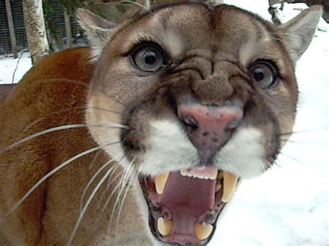 raaawr this means i m scary cougars x pinterest