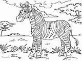 Zebra Coloring Pages Animal sketch template