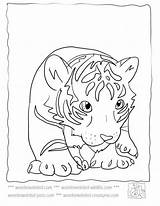 Coloring Tiger Baby Cute Pages Library Clipart Line sketch template