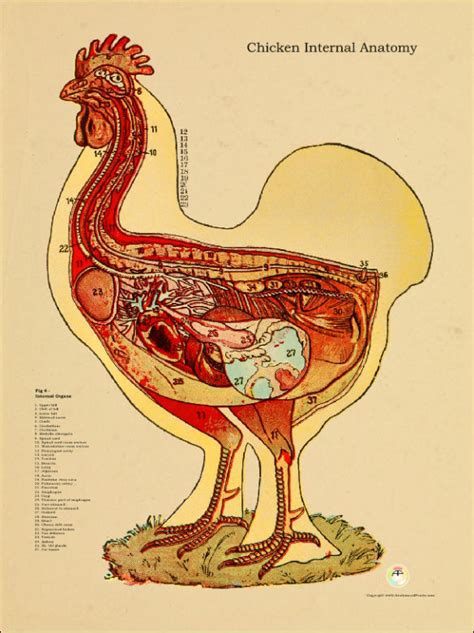 chicken internal anatomical chart