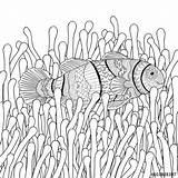 Sea Fish Coloring Clown Anemone Anemones Drawing High Adult Colouring Pages Details Vector Sketch Illustration Animal Stock Explore Adults Choose sketch template