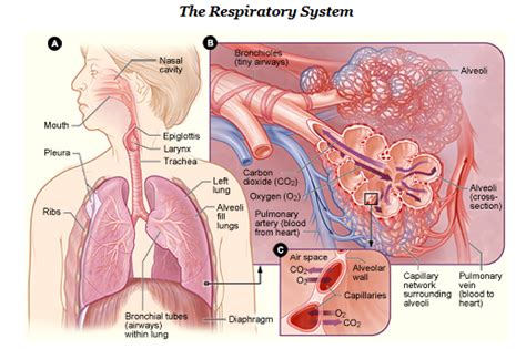 respiratory system simple english wikipedia   encyclopedia